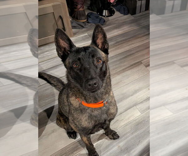 Medium Photo #1 Holland Shepherd Puppy For Sale in Imlay City, MI, USA