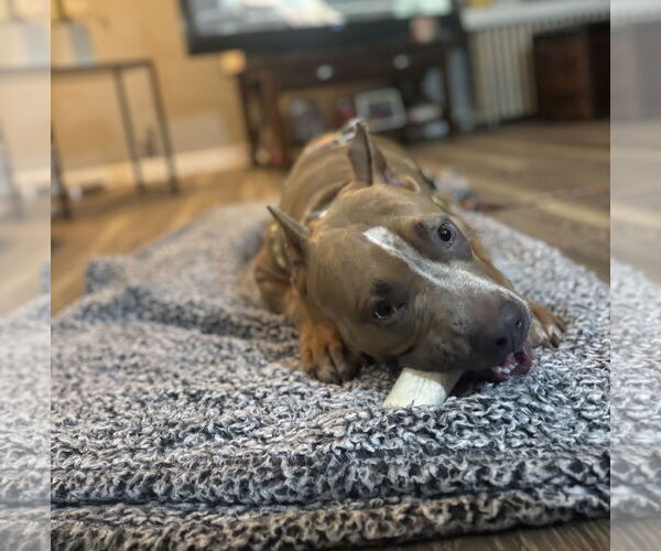 Medium Photo #7 American Pit Bull Terrier-Unknown Mix Puppy For Sale in Lockport, NY, USA