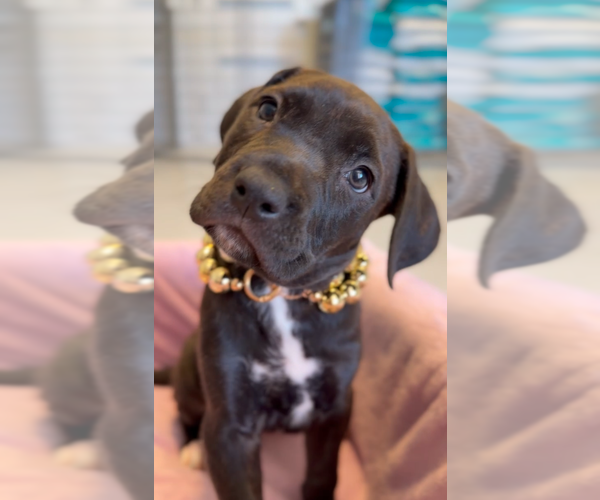 Medium Photo #2 Mutt Puppy For Sale in Goodyear, AZ, USA