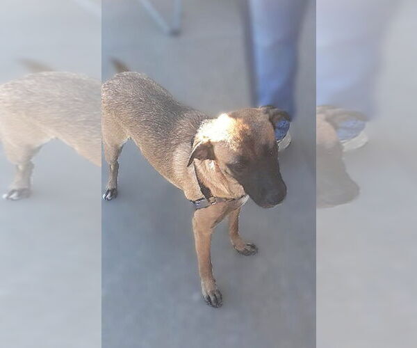 Medium Photo #2 Mutt Puppy For Sale in Rootstown, OH, USA