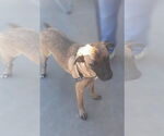 Small #1 Mutt
