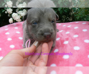 German Shepherd Dog Puppy for Sale in PIEDMONT, Missouri USA