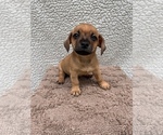 Puppy 7 Chiweenie-Jack Russell Terrier Mix
