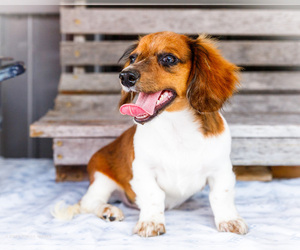 Dachshund Puppy for sale in WAKARUSA, IN, USA