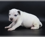 Small #1 American Bully