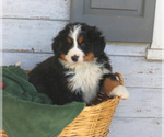 Small Photo #3 Bernese Mountain Dog Puppy For Sale in ELIZABETHTOWN, PA, USA
