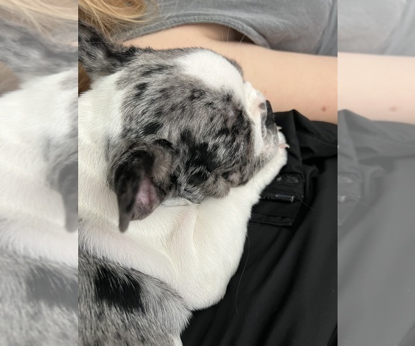 Medium Photo #5 French Bulldog Puppy For Sale in ROUND ROCK, TX, USA