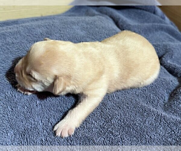 Medium Photo #119 Labrador Retriever Puppy For Sale in HIGH POINT, NC, USA