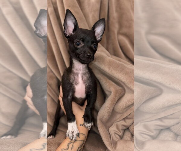 Medium Photo #1 Chiranian Puppy For Sale in Rustburg, VA, USA