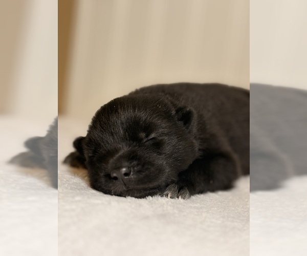 Medium Photo #1 Siberian Husky Puppy For Sale in HEMET, CA, USA