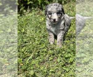 Aussiedoodle Puppy for Sale in VANCEBURG, Kentucky USA