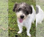 Small Photo #5 Mutt Puppy For Sale in Miami, FL, USA