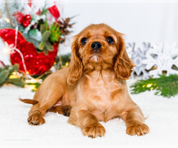 Medium Photo #70 Cavalier King Charles Spaniel Puppy For Sale in WAKARUSA, IN, USA
