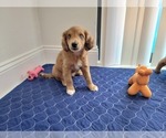 Small Photo #15 Aussie-Poo Puppy For Sale in DORAL, FL, USA