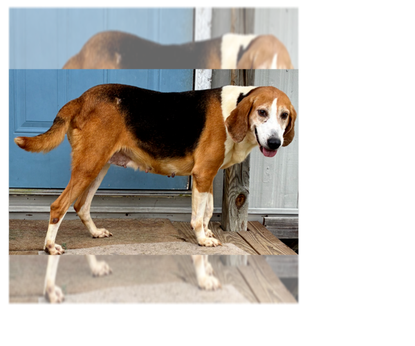 Medium Photo #1 Coonhound Puppy For Sale in Greenbelt, MD, USA