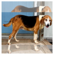 Small Coonhound