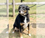 Small #1 Border Collie Mix
