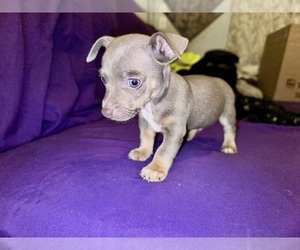 Rat Terrier Puppy for sale in ZEPHYRHILLS, FL, USA