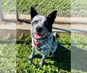 Mutt Dogs for adoption in Sacramento, CA, USA