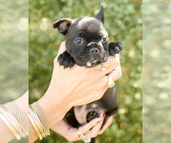 Medium Photo #3 Faux Frenchbo Bulldog Puppy For Sale in Corona, CA, USA