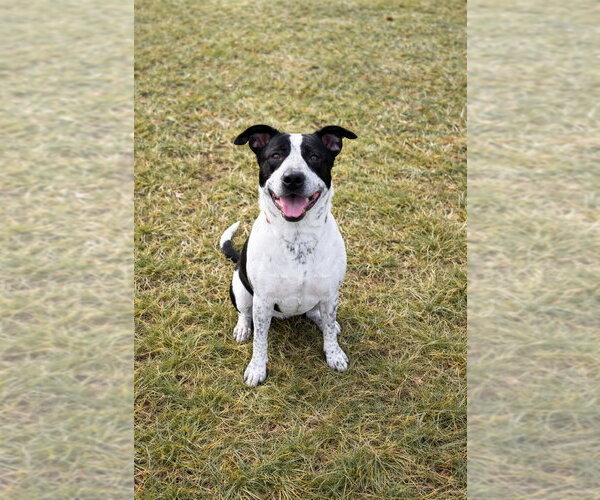 Medium Photo #2 Borador Puppy For Sale in Richmond, IN, USA