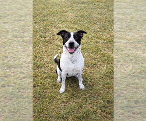 Prudence - Female Borador Dog for Adoption - Photo #2