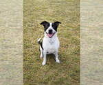 Small Photo #2 Borador Puppy For Sale in Richmond, IN, USA