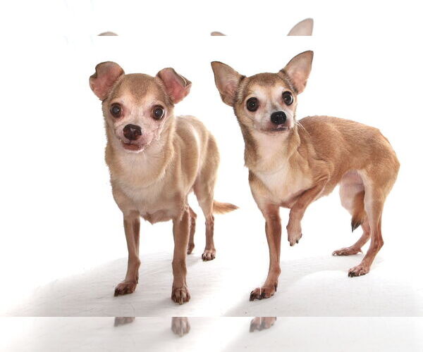 Medium Photo #1 Chihuahua-Unknown Mix Puppy For Sale in Oakland Park, FL, USA