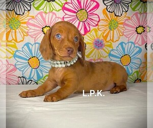 Dachshund Puppy for sale in WINNSBORO, LA, USA