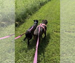 Small #2 Labrador Retriever Mix