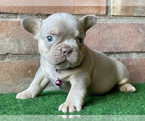 French Bulldog Puppy for sale in BOSTON, MA, USA