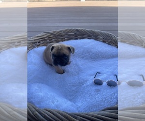 French Bulldog Puppy for sale in MILLERSBURG, OH, USA