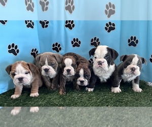 Bulldog Puppy for Sale in BOWLING GREEN, Kentucky USA
