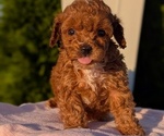 Small #7 Poodle (Miniature)