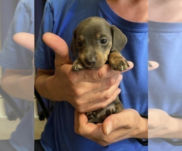 Medium Photo #28 Dachshund Puppy For Sale in LUBBOCK, TX, USA