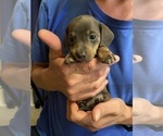 Small #27 Dachshund