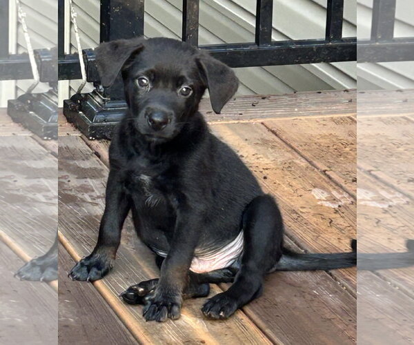 Medium Photo #1 Labrador Retriever-Unknown Mix Puppy For Sale in Hillsboro, MO, USA