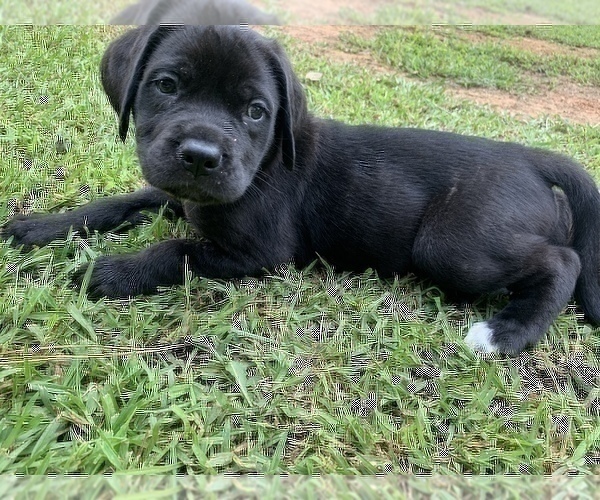 Medium Photo #7 Mastiff Puppy For Sale in VILLA RICA, GA, USA