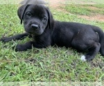 Small Photo #7 Mastiff Puppy For Sale in VILLA RICA, GA, USA