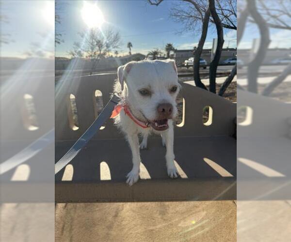 Medium Photo #3 Mutt Puppy For Sale in Las Vegas, NV, USA