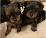 Small Photo #4 Yorkshire Terrier Puppy For Sale in DAVIE, FL, USA
