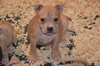 American Bully Puppy for sale in GENERAL DELIVERY, DC, USA