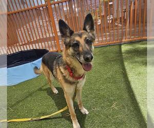 German Shepherd Dog-Unknown Mix Dogs for adoption in Las Vegas, NV, USA