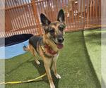 Small German Shepherd Dog Mix