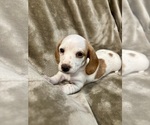 Image preview for Ad Listing. Nickname: Rosie