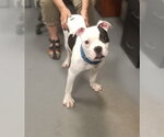 Small #2 Boxer Mix