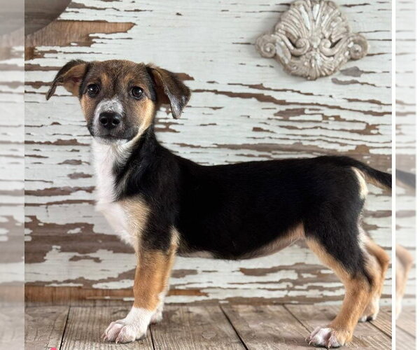 Medium Photo #1 Mutt Puppy For Sale in Carrollton, TX, USA