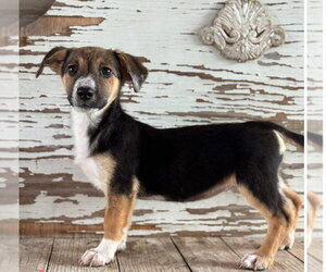 Mutt Dogs for adoption in Carrollton, TX, USA