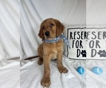 Small #1 Golden Retriever