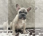 Small Photo #2 French Bulldog Puppy For Sale in FOLSOM, CA, USA